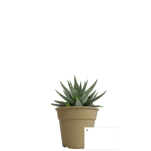 Plante pot bambou Ø10 cm