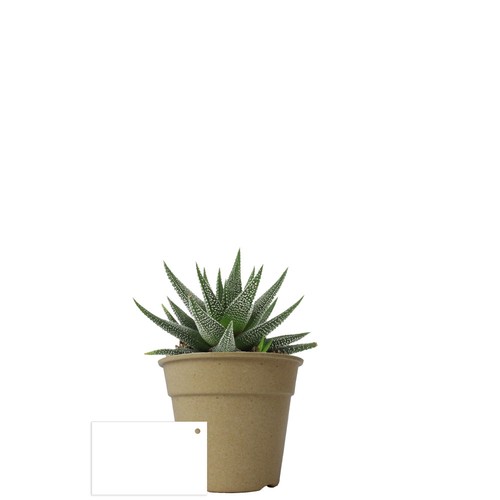 Plante pot bambou Ø10 cm