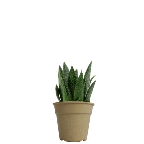 Plante pot bambou Ø10 cm