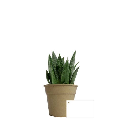 Plante pot bambou Ø10 cm