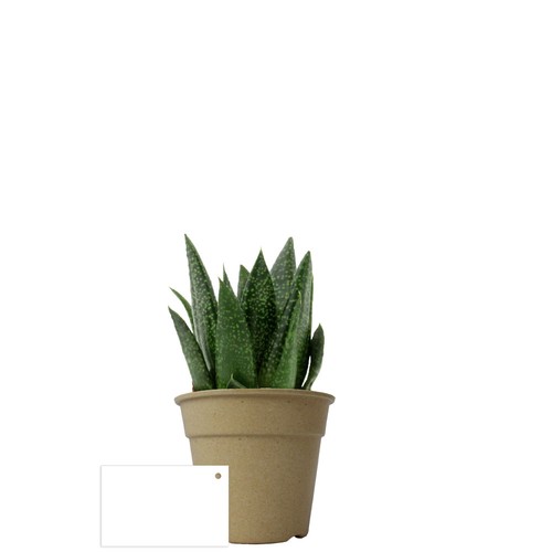 Plante pot bambou Ø10 cm