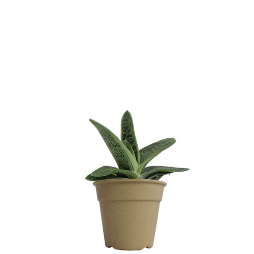 Plante pot bambou Ø10 cm
