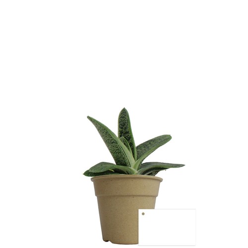 Plante pot bambou Ø10 cm