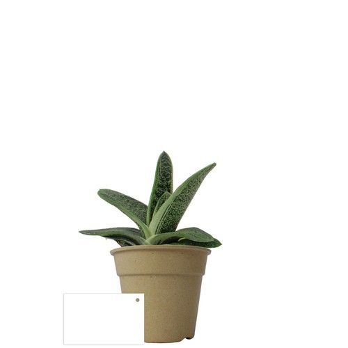 Plante pot bambou Ø10 cm