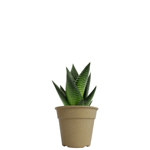 Plante pot bambou Ø10 cm