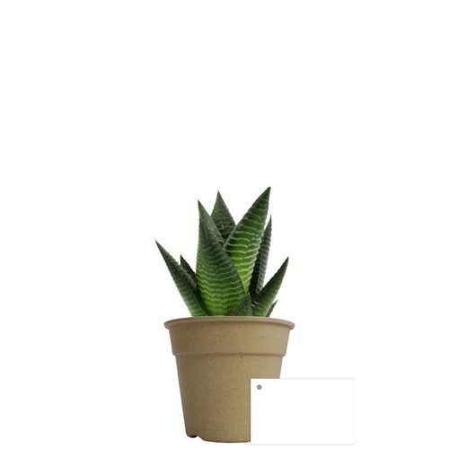 Plante pot bambou Ø10 cm