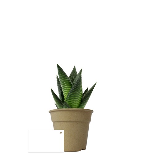 Plante pot bambou Ø10 cm