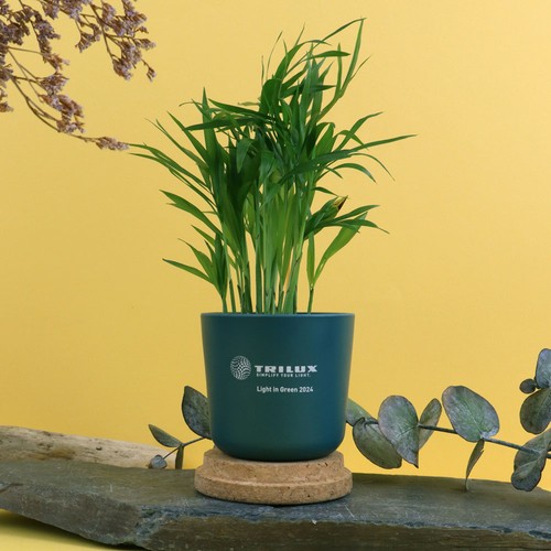 Plante pot bambou liège - 1