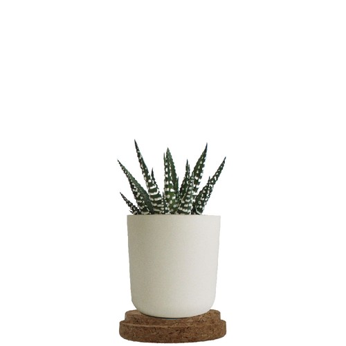 Plante pot bambou liège