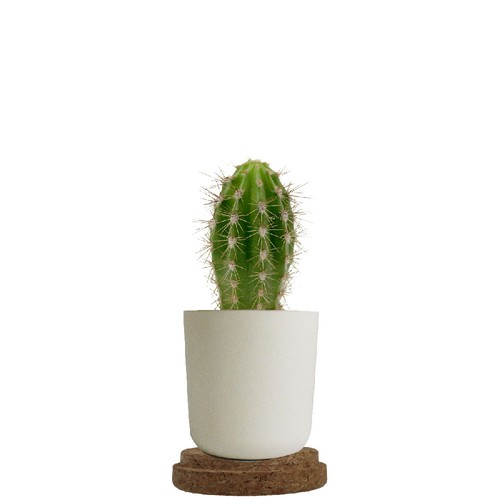 Plante pot bambou liège