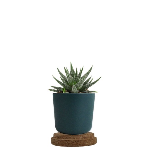 Plante pot bambou liège