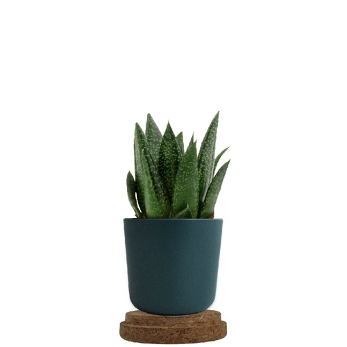 Plante pot bambou liège