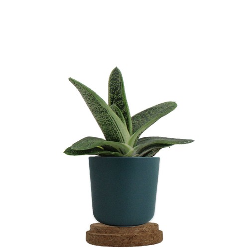 Plante pot bambou liège