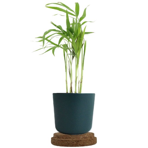 Plante pot bambou liège