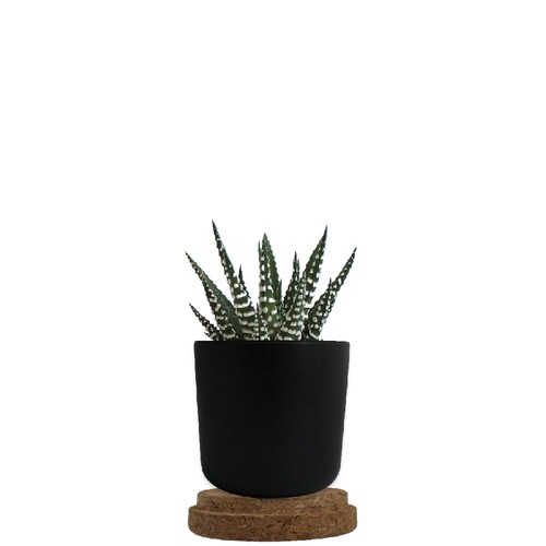 Plante pot bambou liège