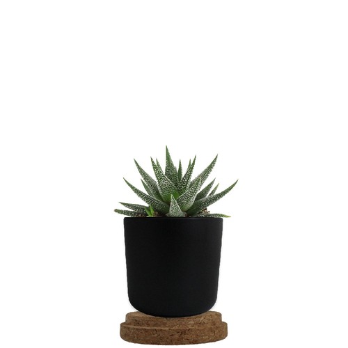Plante pot bambou liège