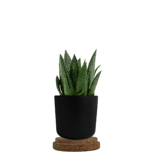 Plante pot bambou liège