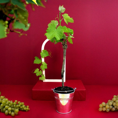 Plant d'arbre vigne - 2