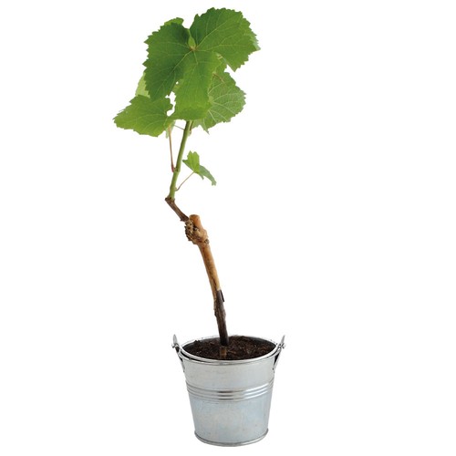 Plant d'arbre vigne
