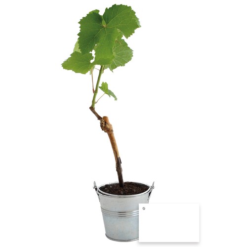 Plant d'arbre vigne - 1