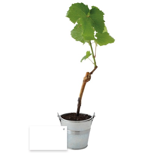 Plant d'arbre vigne