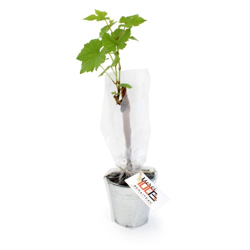 Plant d'arbre vigne