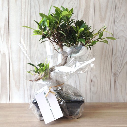 Bonsaï torsadé - 2