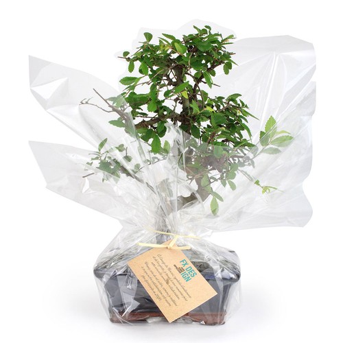 Bonsaï torsadé - 3