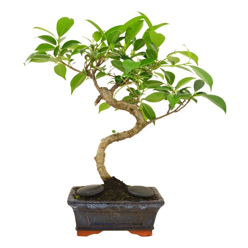 Bonsaï torsadé