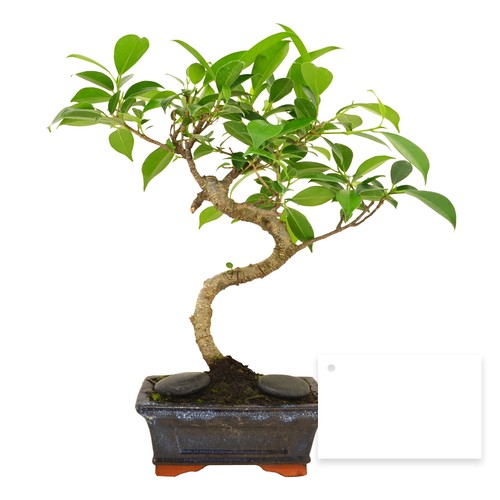Bonsaï torsadé