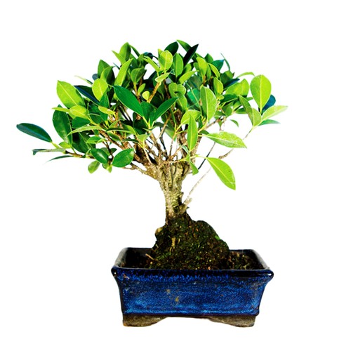 Bonsaï Boule