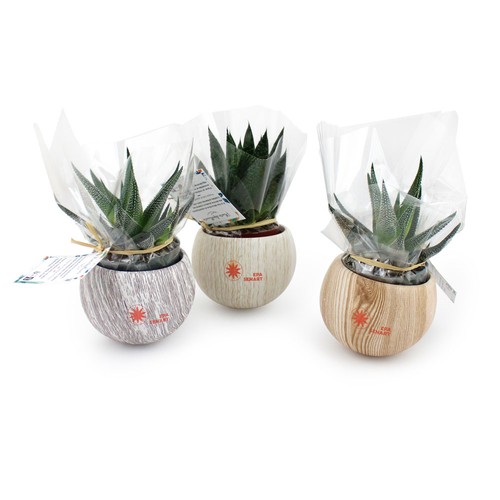 Plante pot céramique aimanté effet bois - 3