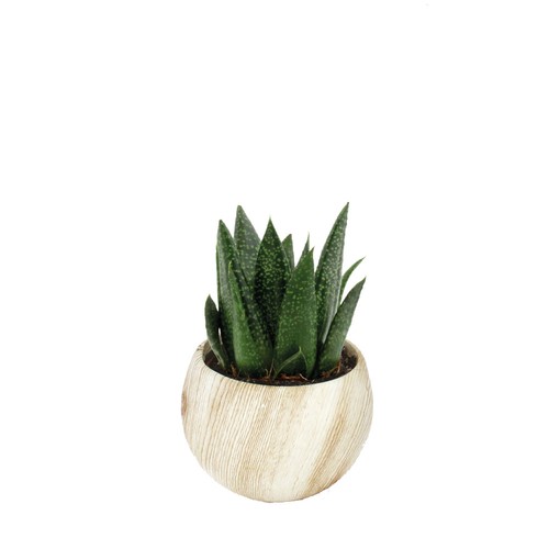 Plante pot céramique aimanté effet bois