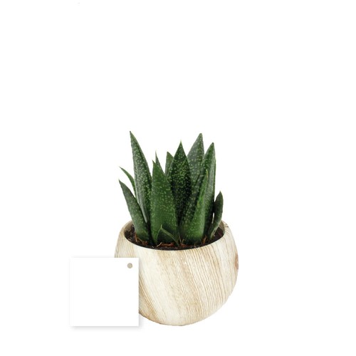 Plante pot céramique aimanté effet bois