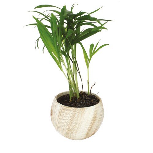 Plante pot céramique aimanté effet bois