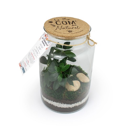 Terrarium - Grand modèle
