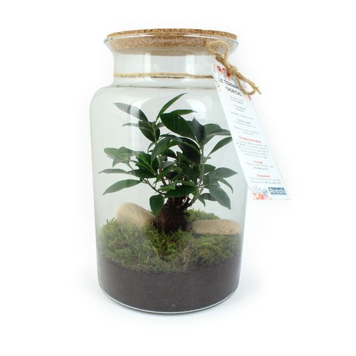 Terrarium - Grand modèle