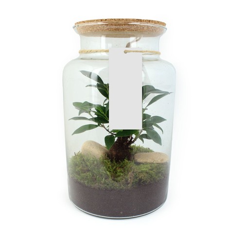 Terrarium - Grand modèle