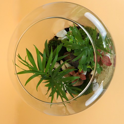 Terrarium - Modèle confort - L