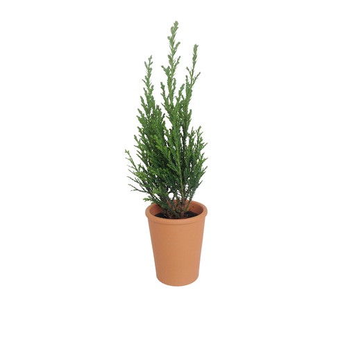 Mini Sapin pot terre cuite Ø7 cm
