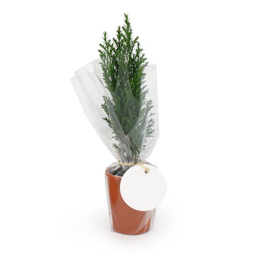 Mini Sapin pot terre cuite Ø7 cm