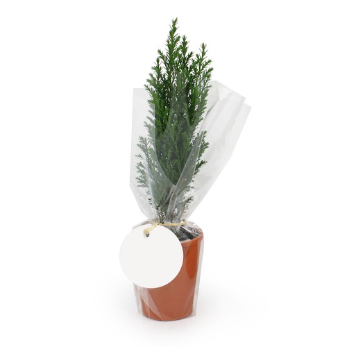 Mini Sapin pot terre cuite Ø7 cm