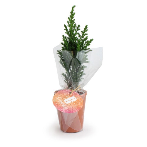 Mini Sapin pot terre cuite Ø7 cm