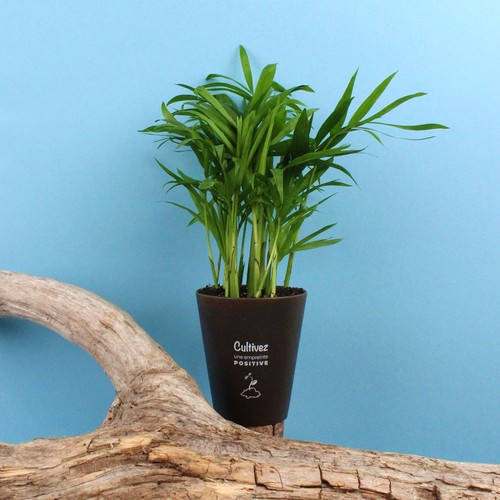 Plante Gob'lin