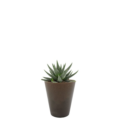 Plante Gob'lin