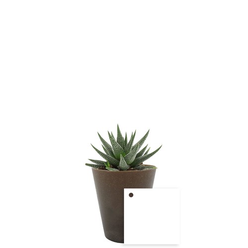 Plante Gob'lin