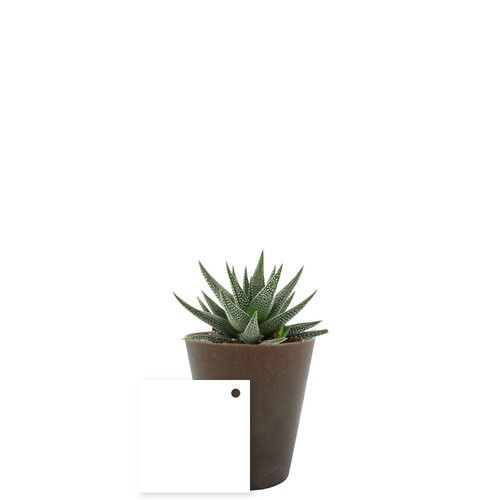 Plante Gob'lin
