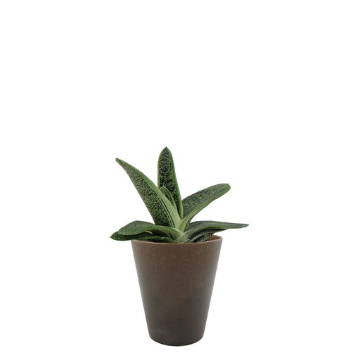 Plante Gob'lin