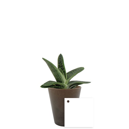 Plante Gob'lin