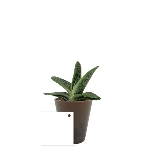 Plante Gob'lin